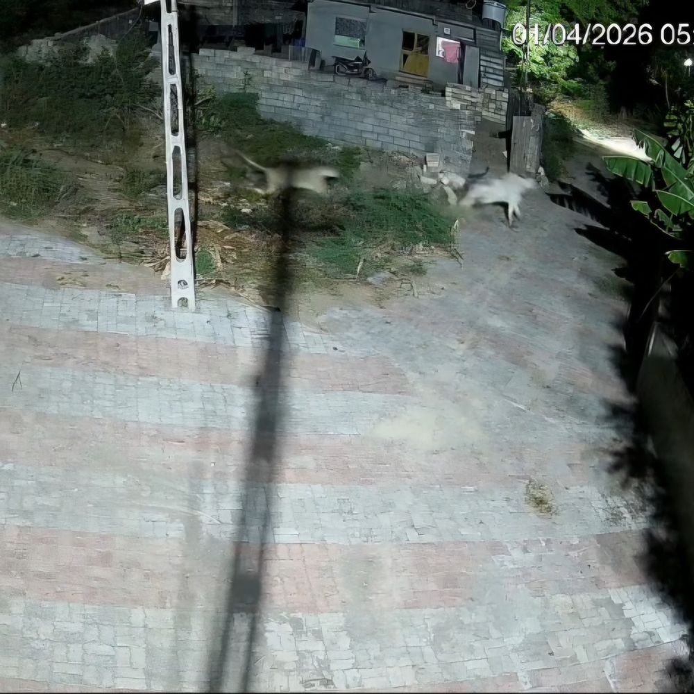 ગાયે બે સિંહણને બરાબરીનો સામનો કર્યો, CCTV:ઉનાના પાતાપુરમાં ગાયનો શિકાર કરવા પહોંચેલી વનરાણીઓને ભાગવું પડ્યું, દીવ એરપોર્ટ નજીક અન્ય સિંહણની લટાર