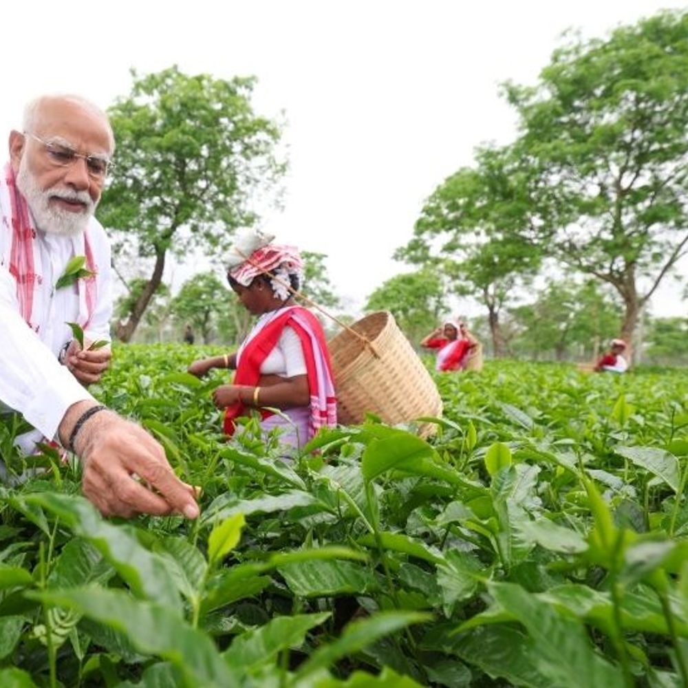 PM મોદીએ આસામના બગીચામાં ચાની પત્તી તોડી:કામ કરતી મહિલાઓ સાથે સેલ્ફી લીધી; થોડીવારમાં જનસભાને સંબોધશે