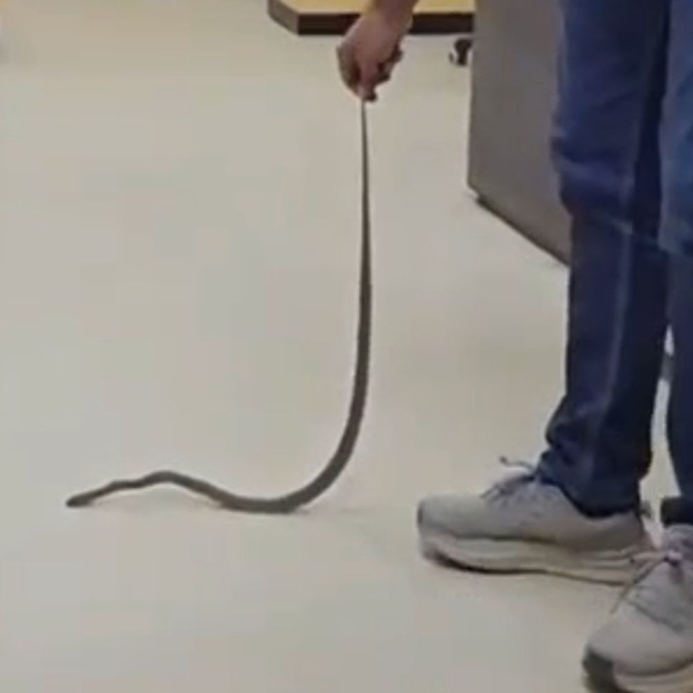 સેક્ટર-16માં બેંક ઓફ બરોડામાં સાપ નીકળતા ફફડાટ:બેંકમાં સાપ દેખાતા ગ્રાહકો અને સ્ટાફના હોંશ ઉડી ગયા; ‘સર્પમિત્ર’એ ધામણનું રેસ્ક્યૂ કર્યું