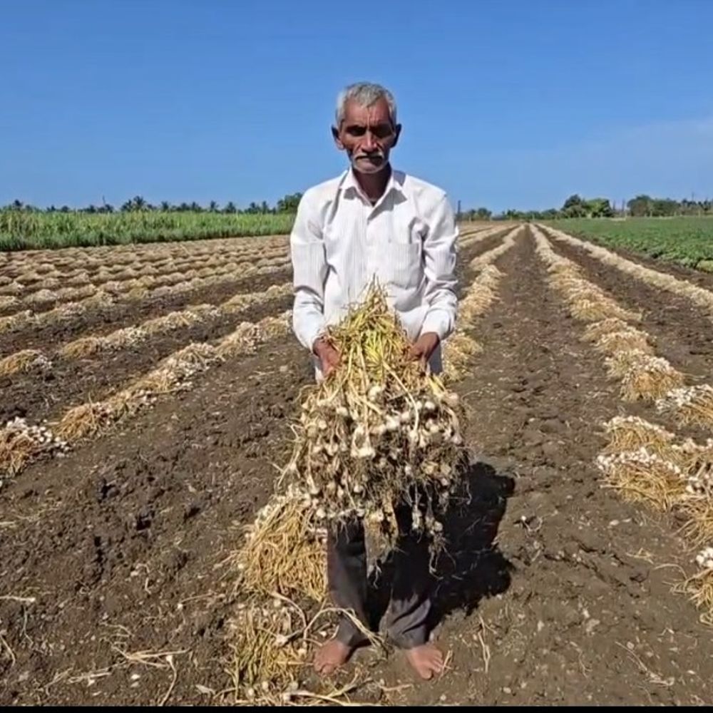 ગીર સોમનાથમાં કમોસમી વરસાદ, લસણના પાકને ભારે નુકસાન:વેરાવળના સવની સહિતના ગામોમાં ખેડૂતોની મહેનત પર પાણી