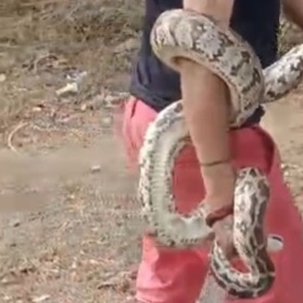 લાખવડ ગામે ખેતરના પાઈપમાં અજગર ફસાયો:ભારે જહેમત બાદ સુરક્ષિત રેસ્ક્યુ, તારંગાના જંગલોમાં મુક્ત કરાયો