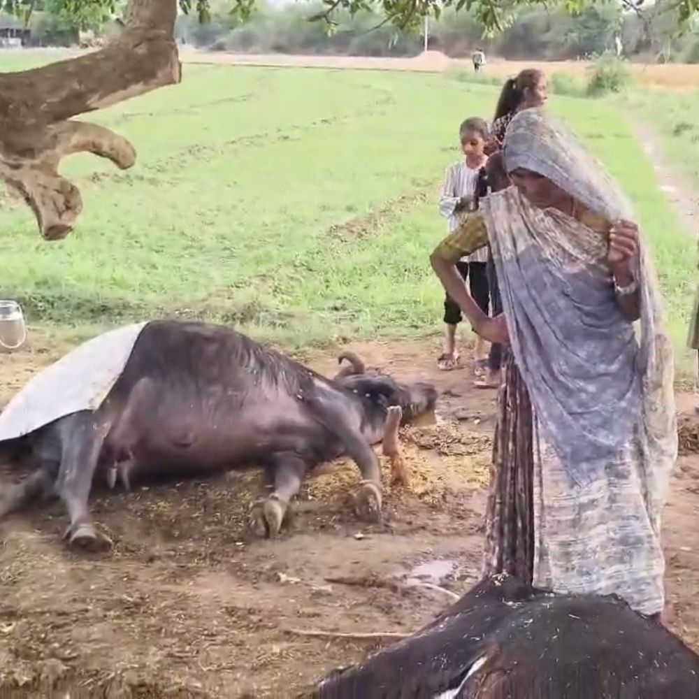 સિદ્ધપુરના ધુમ્મડ ગામે આકાશી વીજળી ત્રાટકતા ગાય-ભેંસના મોત:વિધવા મહિલાની આજીવિકા છીનવાઈ, સરકારી સહાયની માંગ