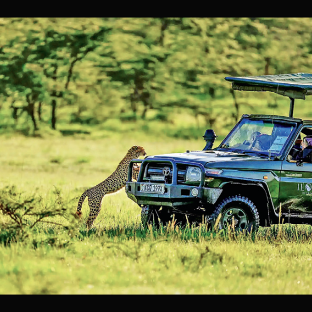 મસાઈ મારા: એક અદ્ભુત આફ્રિકન સફારીનો અનુભવ.