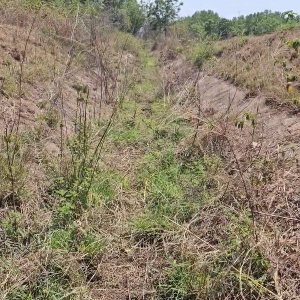 નાલેજ સિંચાઈ કેનાલો જર્જરિત, ખેડૂતો પાણીથી વંચિત:છોટાઉદેપુરના ચાર ગામોમાં 500 હેક્ટર જમીનને અસર, ઉનાળુ પાક મુશ્કેલ