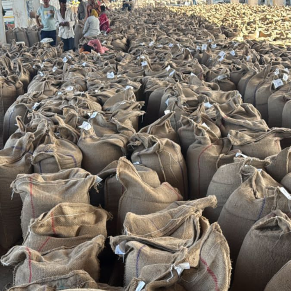 અમરેલી માર્કેટિંગ યાર્ડમાં હજારો ક્વિન્ટલ જણસીની આવક.