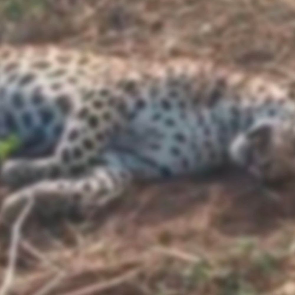 ઘોઘંબા જંગલમાંથી બે દીપડાના બચ્ચા મળ્યા, એક મૃત:પંચમહાલના સીમલીયા નજીકથી મળ્યા, બીજું બચ્ચું ઇજાગ્રસ્ત