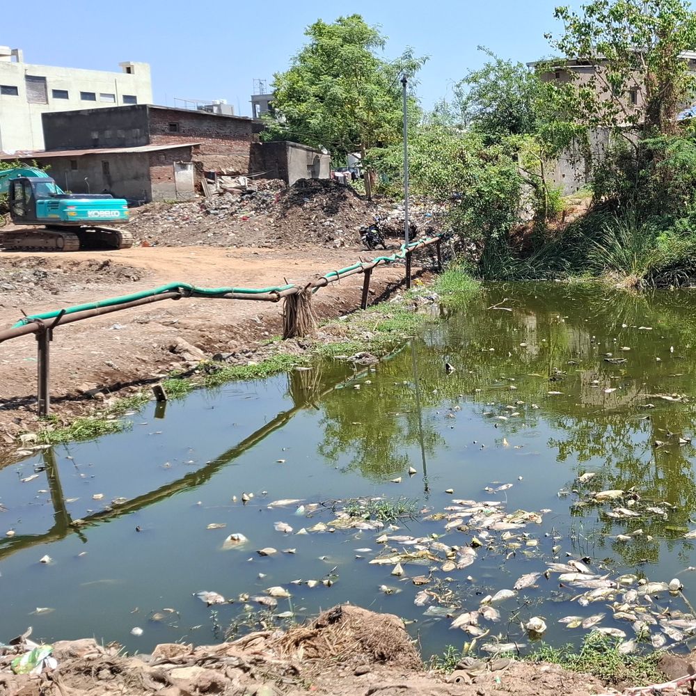 ભરૂચના રતન તળાવમાં માછલીઓના મોત:દુર્ગંધ ફેલાતા આસપાસના સ્થાનિકોને ભારે હાલાકી; પાણીના નમૂનાઓની તપાસ, સફાઈ માટે પગલાં લેવાની માંગ