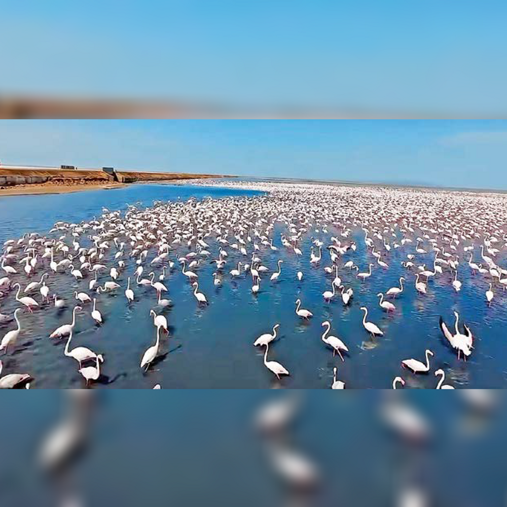 ડ્રોનથી ત્રસ્ત સુરખાબ અને ખડીરમાં ફોસિલ ધ્વસ્ત: તંત્ર નિદ્રામાં, ‘Road to Heaven’ પર પ્રશ્નો ઉભા થયા.