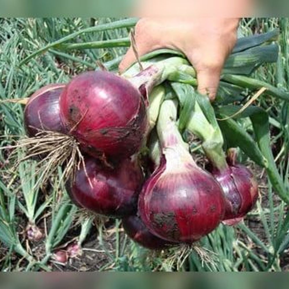 કૃષિ વિશેષ: રાજ્યના 2 જિલ્લાઓનો ડુંગળીના વાવેતરમાં 89.25% હિસ્સો, ભાવનગર અને અમરેલી જિલ્લા આગળ.