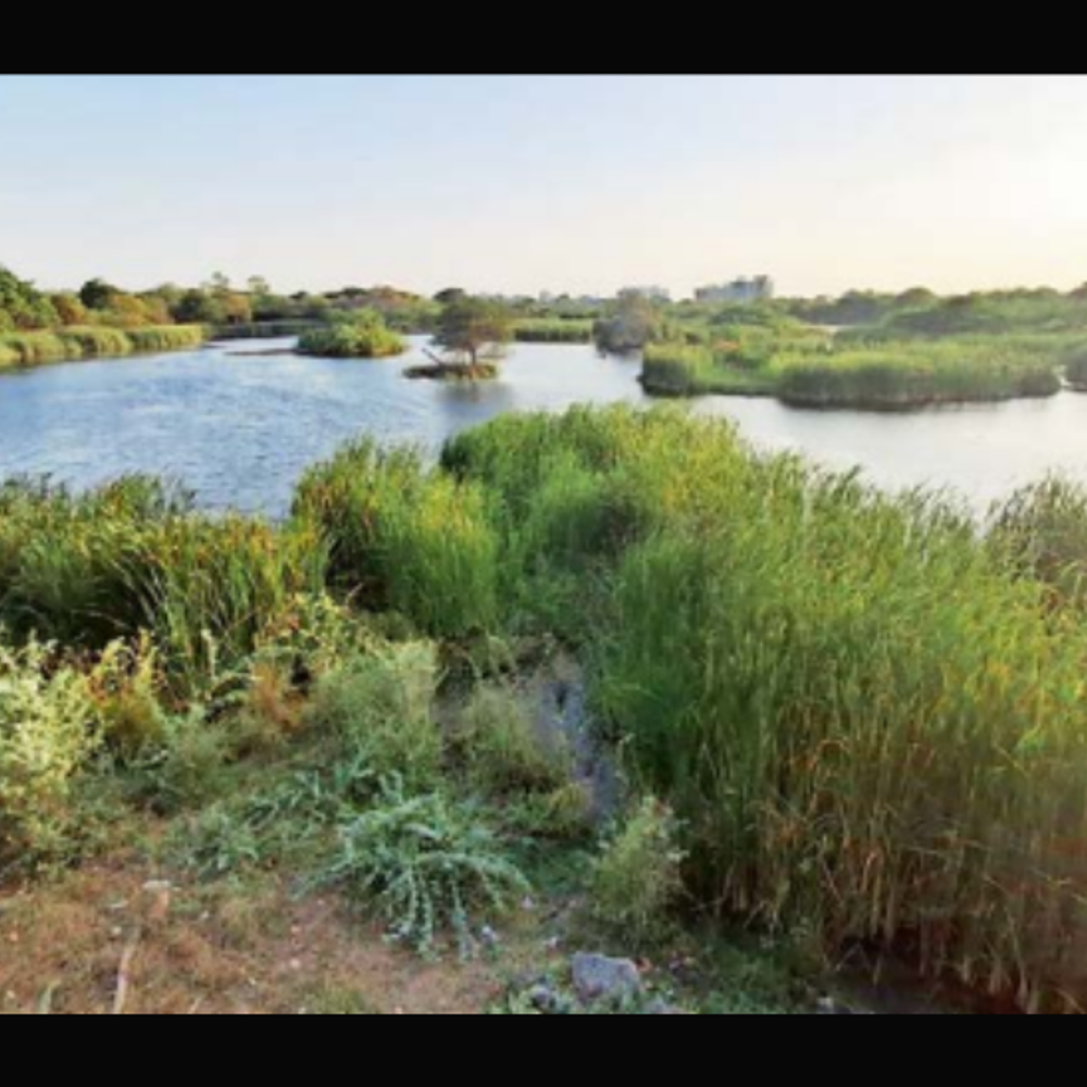 વિક્ટોરિયા પાર્કના કૃષ્ણકુંજ તળાવમાં વધતી જળ વનસ્પતિને દૂર કરવી જરૂરી: સૌરાષ્ટ્ર સમાચાર ગ્રાઉન્ડ રિપોર્ટ.