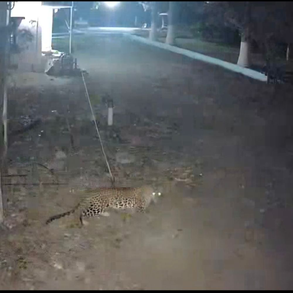 ભરૂચના જુના તવરા ગામે દીપડો CCTVમાં કેદ થતા લોકોમાં ભય, વીડિયો વાઈરલ.