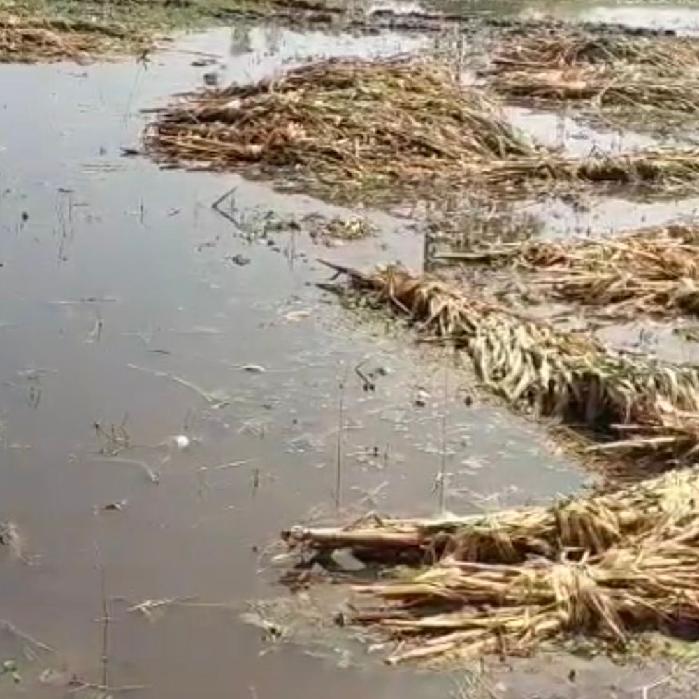 બાલાસિનોરના દોલતપોરડામાં કરા સાથે કમોસમી વરસાદ:બાજરી, ઘાસચારાના પાકને વ્યાપક નુકસાન, તૈયાર થયેલ પાક નષ્ટ થયો