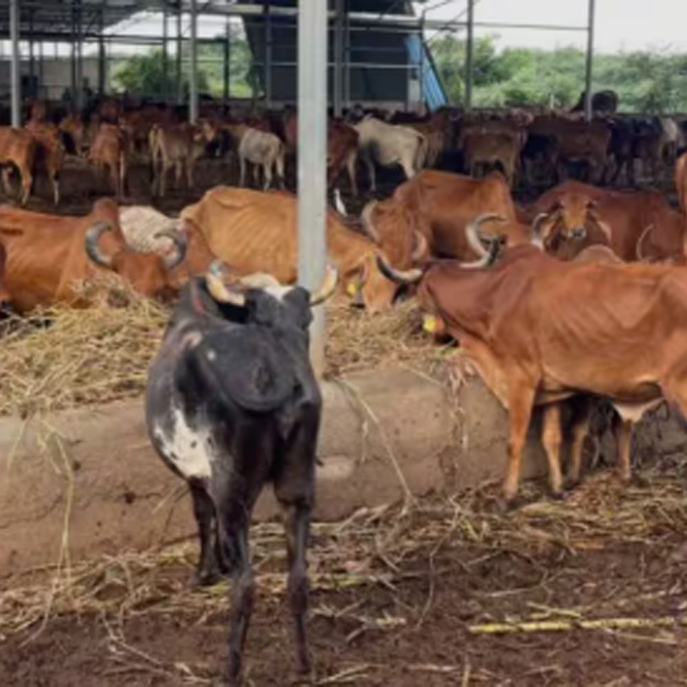 તકેદારી:હિટવેવને પગલે પશુઓને સવારે 11થી 4 સુધી છાયડા-હવા ઉજાસવાળા સ્થળે રાખવા જોઈએ