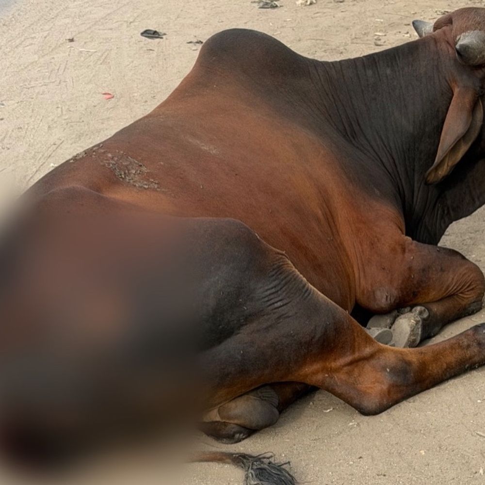 મેટોડામાં ગૌવંશ પર એસિડ છાંટનાર બે મહિલાની ધરપકડ:ગાયને હેરાન કરતા હોવાથી બંને મહિલાઓએ 10 જેટલા આખલા પર હીન કૃત્ય આચર્યું હતું