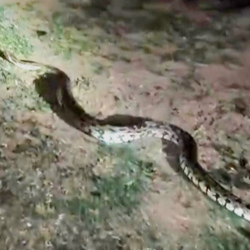 ભરૂચમાં ઇન્ડિયન રોક પાયથોનનું રેસ્ક્યૂ:મકતમપુર વિસ્તારમાંથી વન વિભાગની ટીમે 7 ફૂટ લાંબો અજગર પકડ્યો, સલામત સ્થળે છોડશે