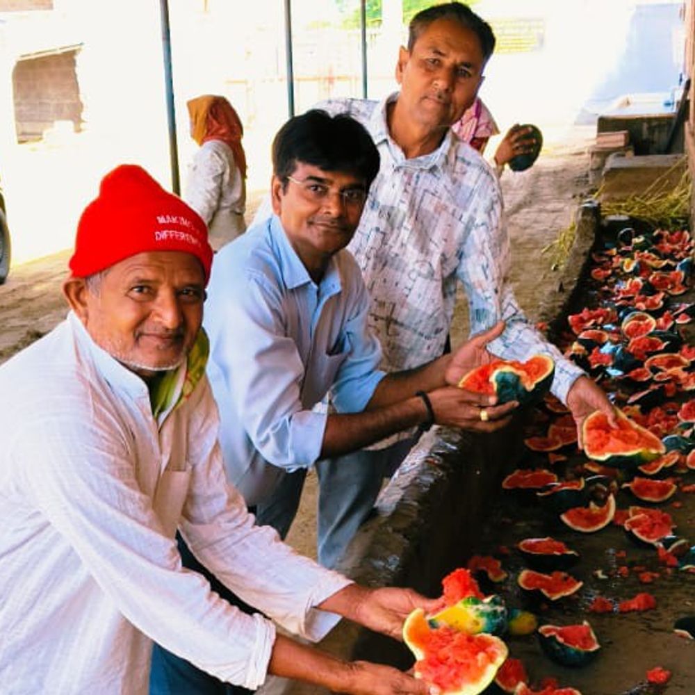 પાળીયાદમાં અબોલ પશુઓને 56 ભોગ ધરાવાયો:અનંત અંબાણીના જન્મદિવસ નિમિત્તે જીવદયા કાર્ય કરાયું