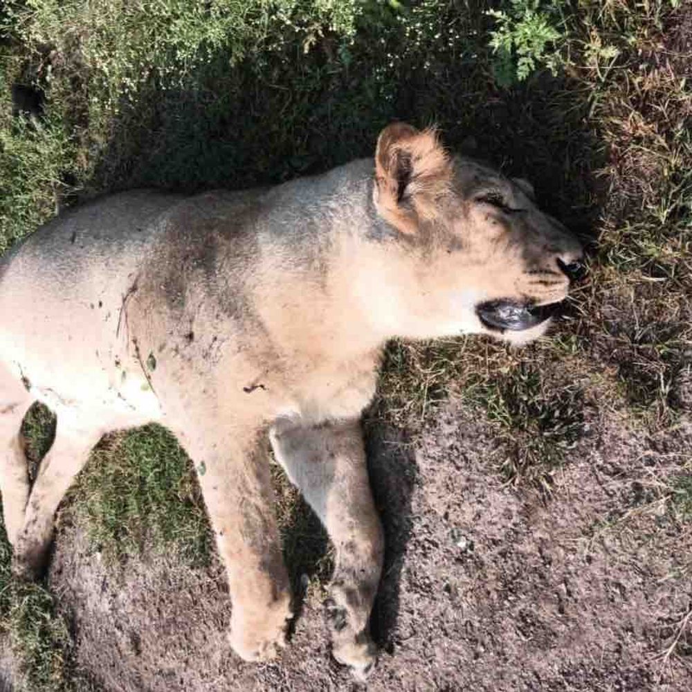 સાવરકુંડલા રેન્જમાં સિંહબાળનું મોત:અમરેલી ગીર પૂર્વમાં બીમારીથી મૃત્યુ, વન વિભાગે તપાસ શરૂ કરી