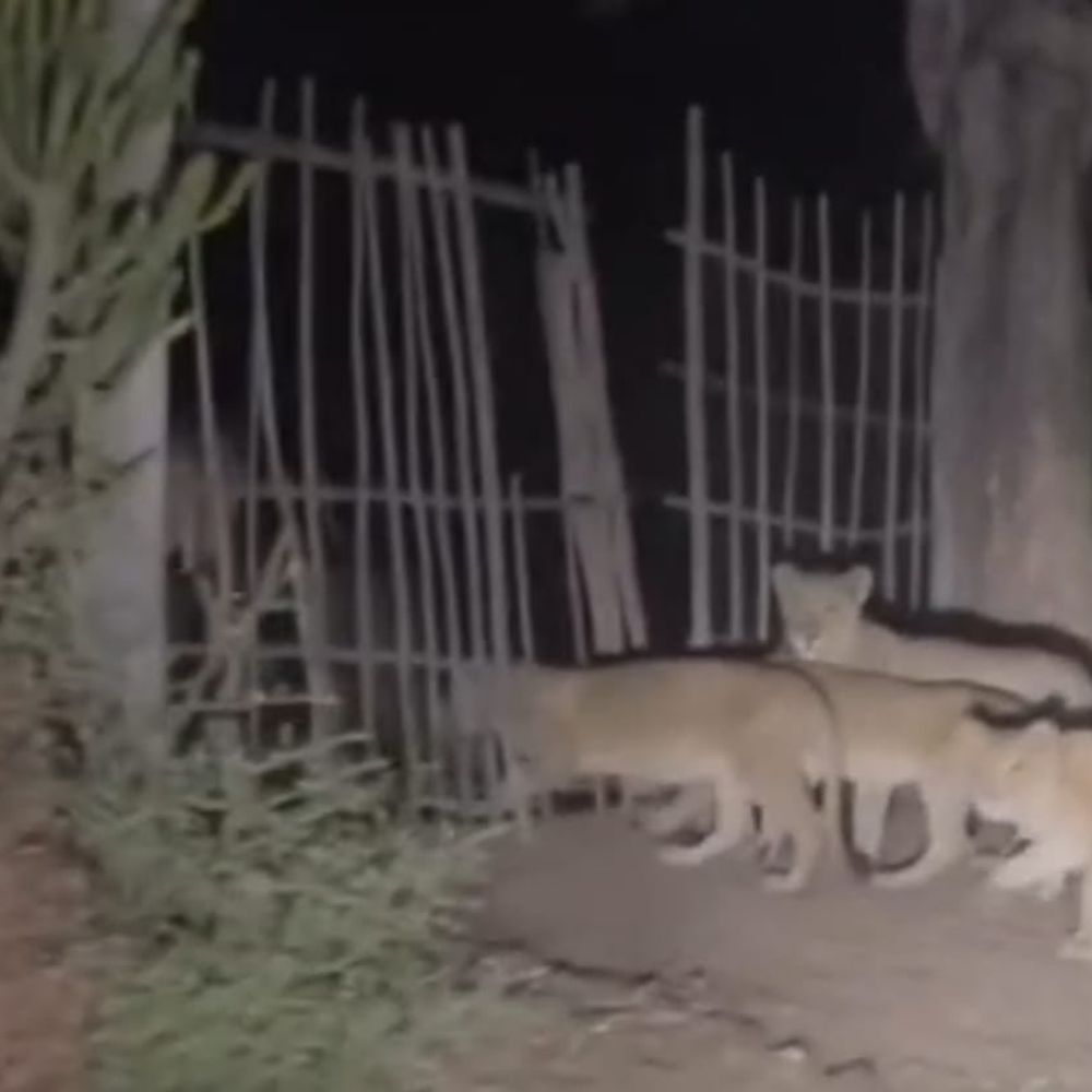 ખેતરોમાં ફરતા સિંહોના વીડિયો વાયરલ:ધારીના રામપરા ગામની સીમમાં 6 સિંહોનું ટોળું દેખાતા ગ્રામજનોમાં ભય