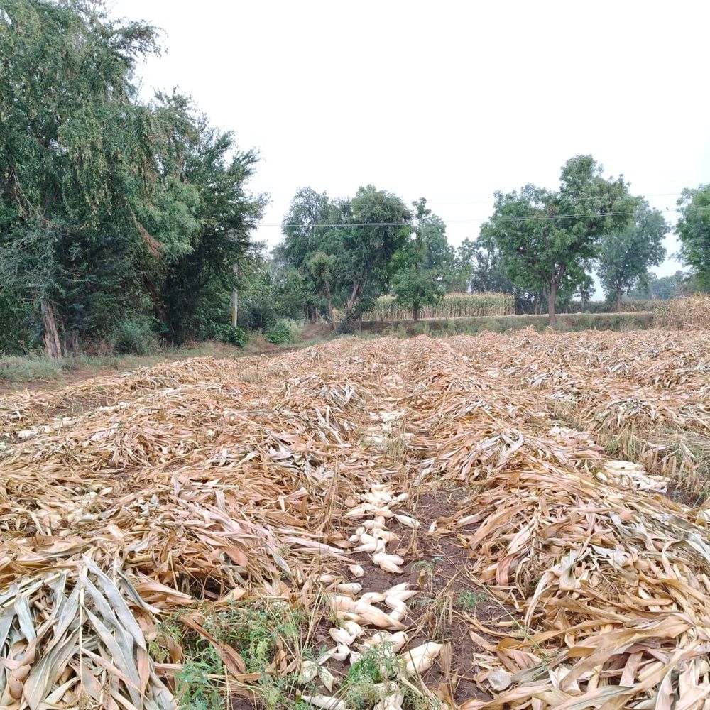 અરવલ્લીમાં વરસાદથી મકાઈ, બાજરી, ઘઉંને નુકસાન: વાતાવરણમાં પલટો અને ખેડૂતોને નુકસાનની ચિંતા.