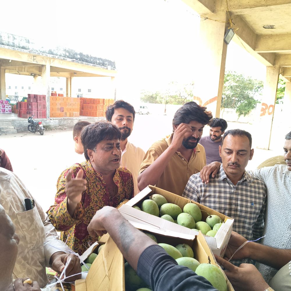 પોરબંદર યાર્ડમાં રેકોર્ડબ્રેક 990 બોક્સ કેરીની આવક, ભાવ રૂ. 1300-1700 પ્રતિબોક્સ બોલાયા.