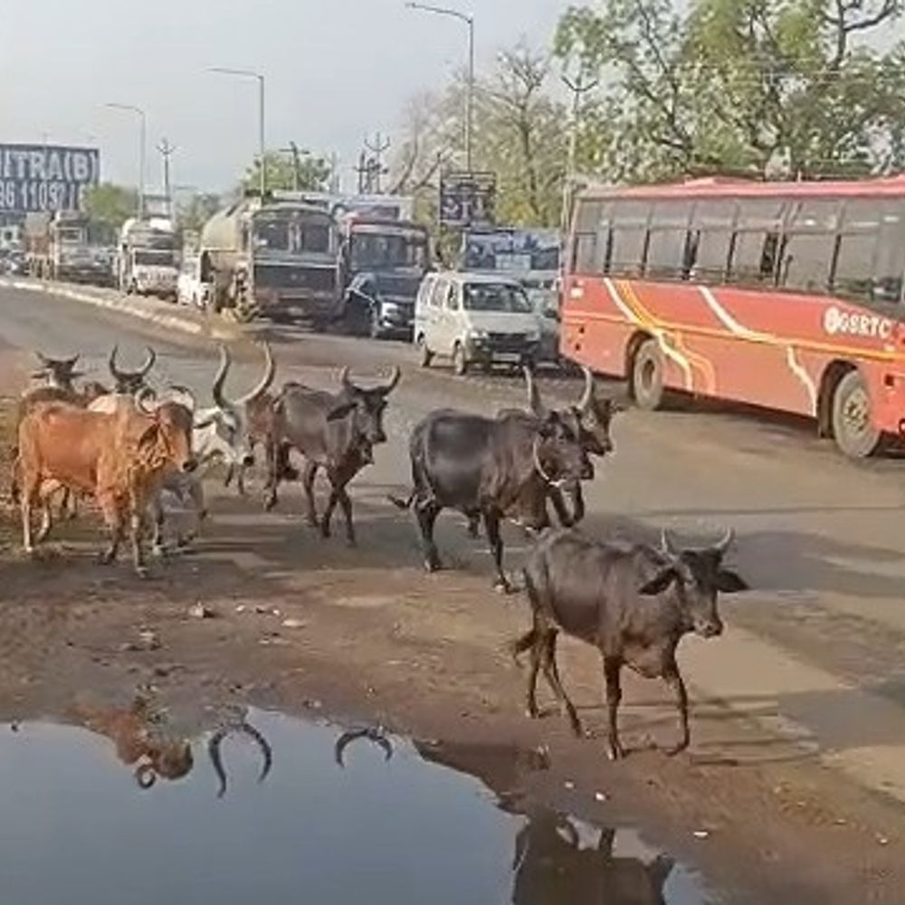 માર્ગો પર ઘાસચારો નાખવા પર કલેક્ટરના પ્રતિબંધનો ઉલાળ્યો:હિંમતનગર ધાંણધા ફાટક પાસે રોડ પર ઘાસચારાને લીધે ગાયોના આતંકથી અકસ્માતનો ભય