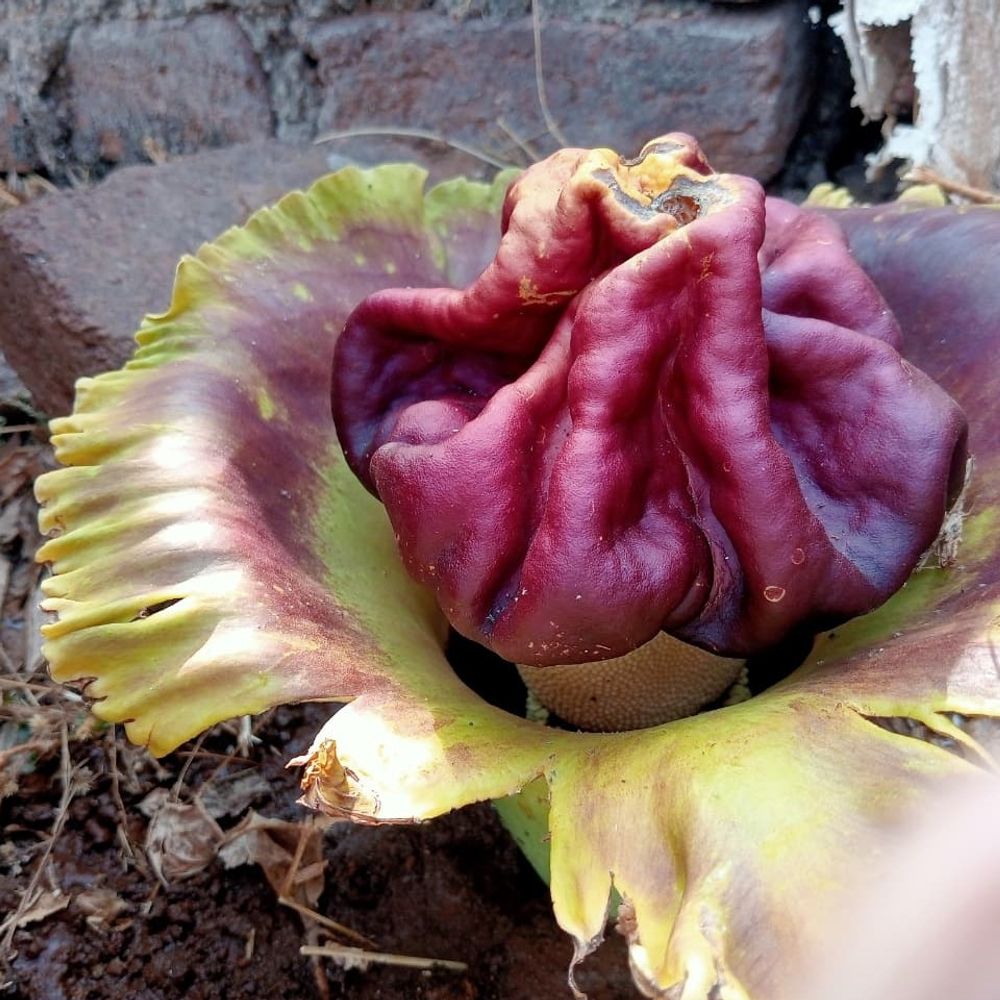 ડાંગમાં પાંચ વર્ષે ખીલ્યું સુરણનું દુર્લભ ફૂલ:સ્થાનિકો અને વનસ્પતિ પ્રેમીઓમાં ભારે ઉત્સુકતા, ગલકુંડ ગામમાં લોકોની ભીડઉમટી