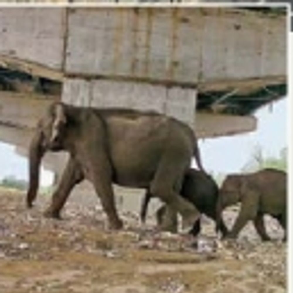 અનોખો ગ્રીન કોરિડોર; 14 એપ્રિલે વડાપ્રધાન કરશે ઉદ્ઘાટન:210 કિમી લાંબો દિલ્હી-દેહરાદૂન એક્સપ્રેસવે, 100 ની ઝડપે દોડશે વાહનો, પ્રાણીઓ સુરક્ષિત રહેશે