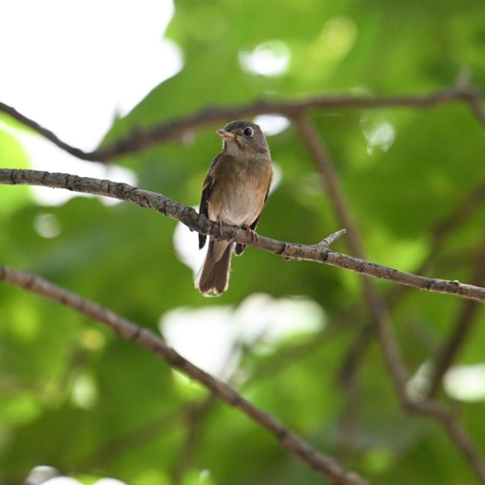 વસંત ઋતુનું આગમન:પોરબંદર શહેરના પક્ષી અભયારણ્ય ખાતે 6 પ્રજાતિના પક્ષીની નોંધ થઈ
