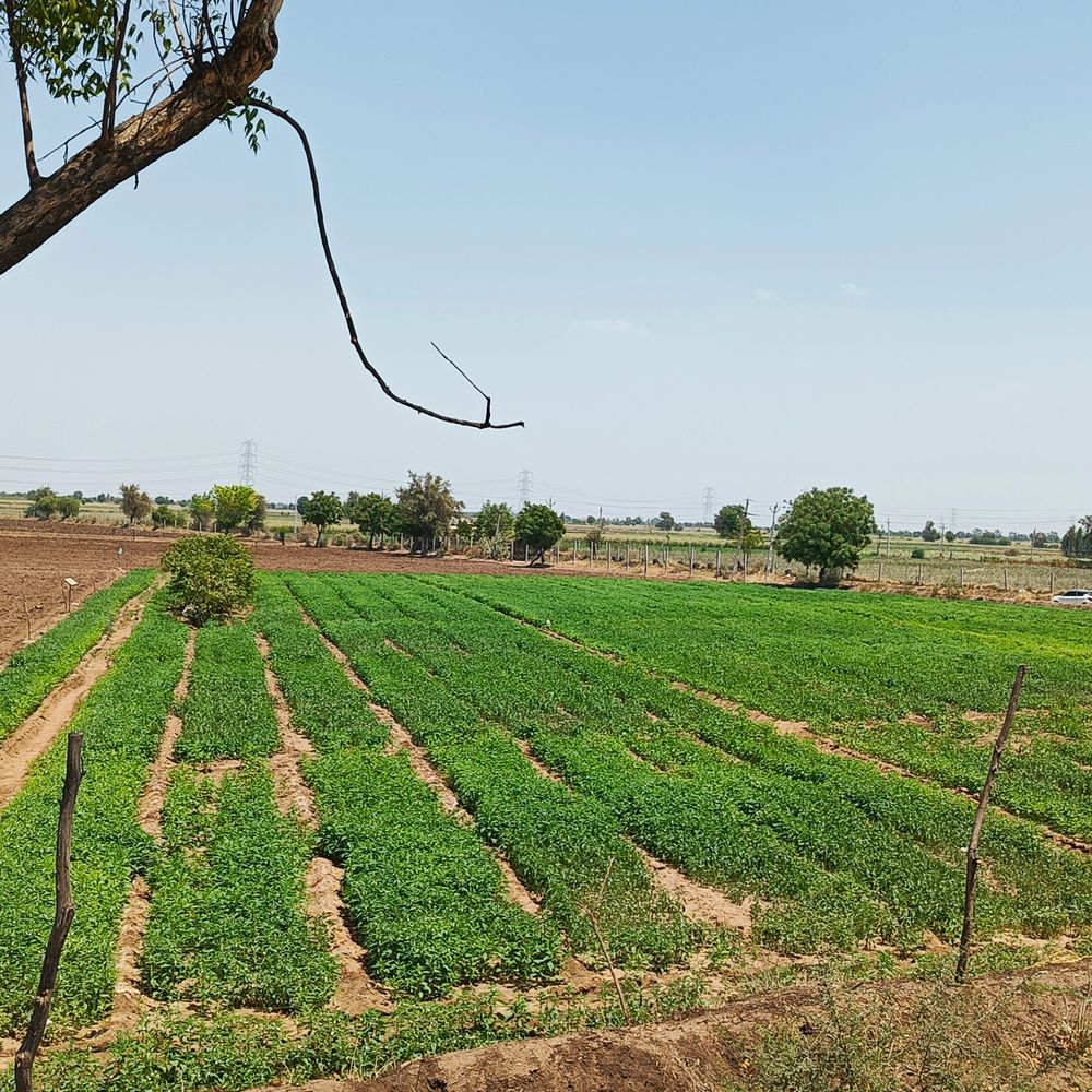 ઉનાળું વાવેતર:30 દિવસમાં ઉનાળુ વાવેતરમાં 30560 હેક્ટરમાં વધારો થયો‎