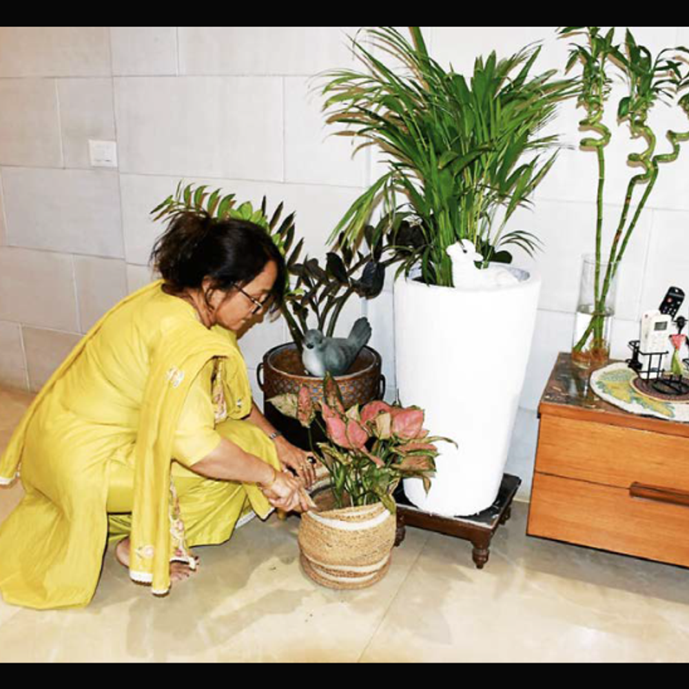 શાકભાજી-ડિઝાઇનર છોડથી ઘર સજાવ્યું.