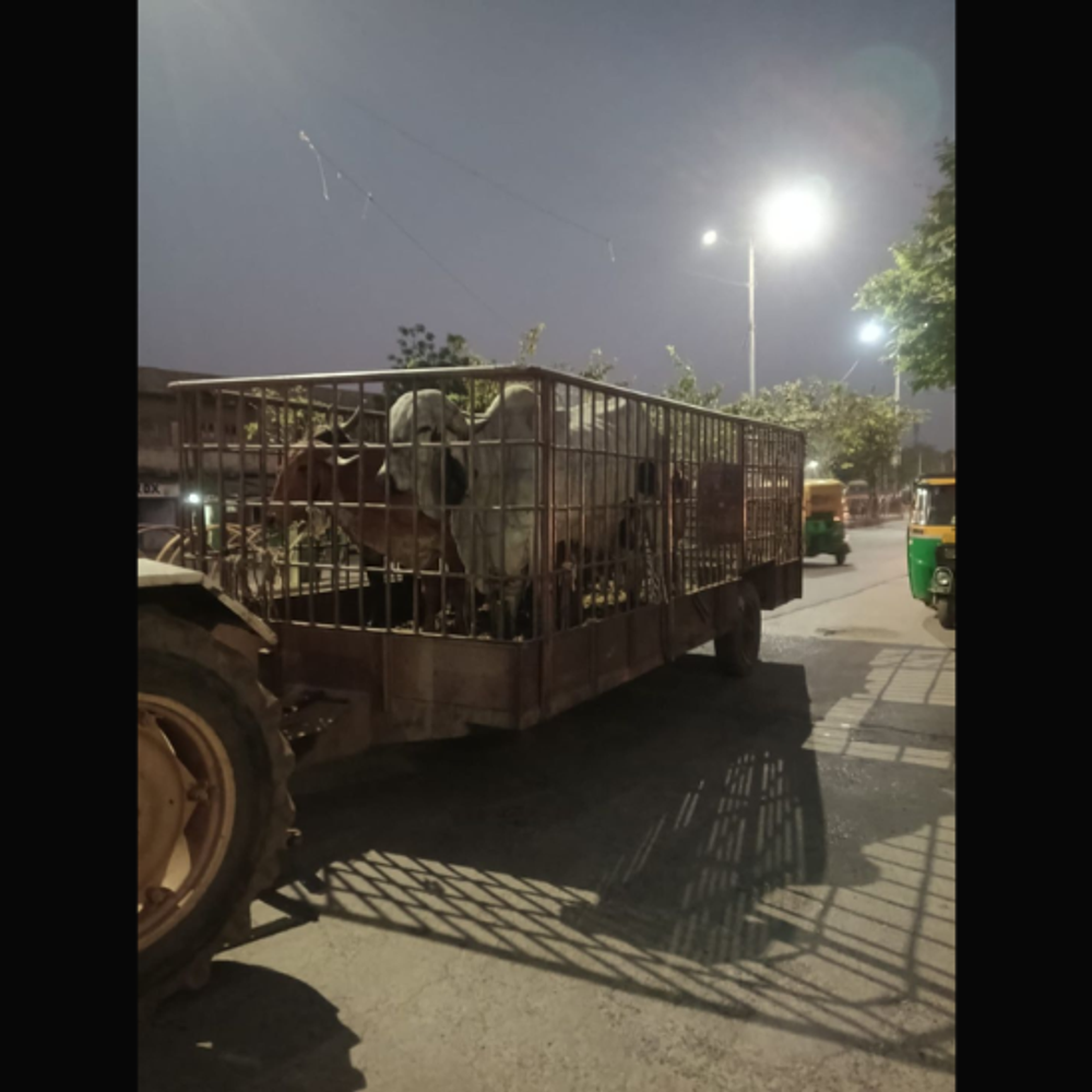 સુરેન્દ્રનગરમાં ઢોર પકડવાનું અભિયાન: દાળમીલ રોડ, જોરાવરનગર અને 80 ફૂટ રોડ પરથી 30 રખડતા ઢોર પકડાયા.