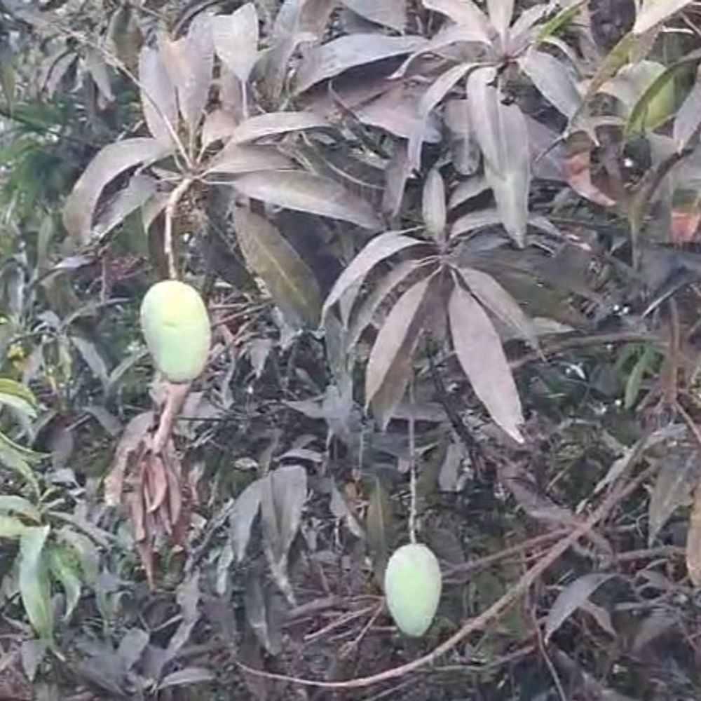 જૂનાગઢમાં કેસર કેરી પર કુદરતની વક્રદૃષ્ટિ:​જૂનાગઢના ગઢ ગણાતા આંબાવાડિયામાં કેરીના પાકને વ્યાપક નુકસાન; અચાનક બદલાયેલા વાતાવરણથી ‘કેસર’ની ગુણવત્તા બગડી, ખેડૂતો આર્થિક પાયમાલીના આરે.