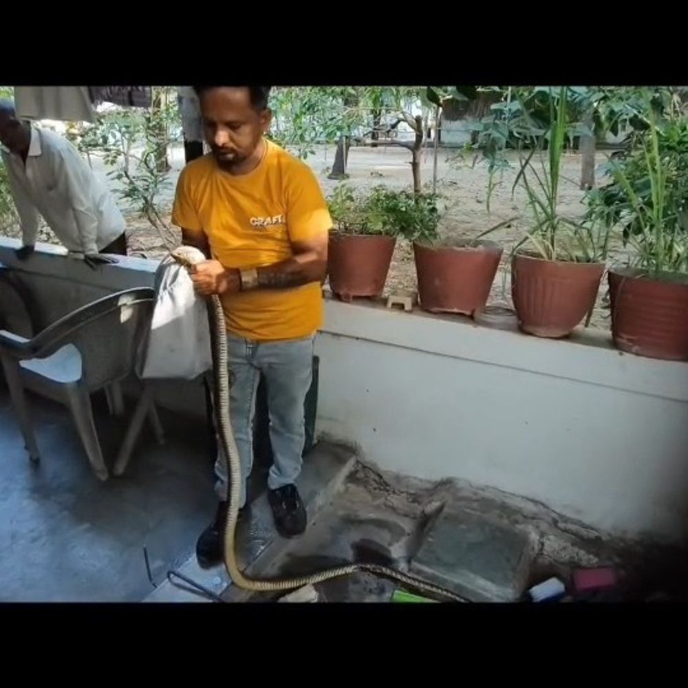 ભરૂચમાં 6 ફૂટનો ધામણ સાપ ઝડપાયો:આશુતોષ-1 વિસ્તારના મકાનમાંથી રેસ્ક્યુ કરાયો