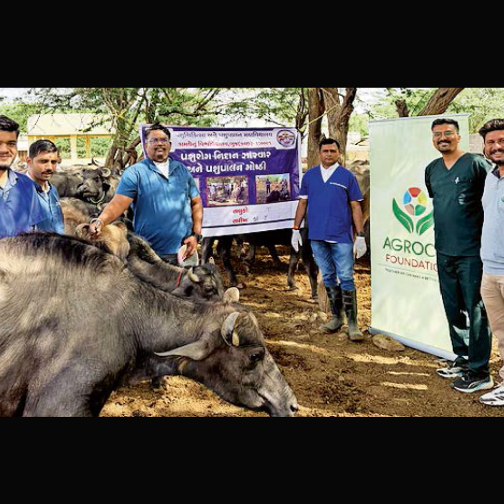 કચ્છ કુરનમાં પશુ આરોગ્ય શિબિર: 98 પશુઓની સારવાર કરાઈ.