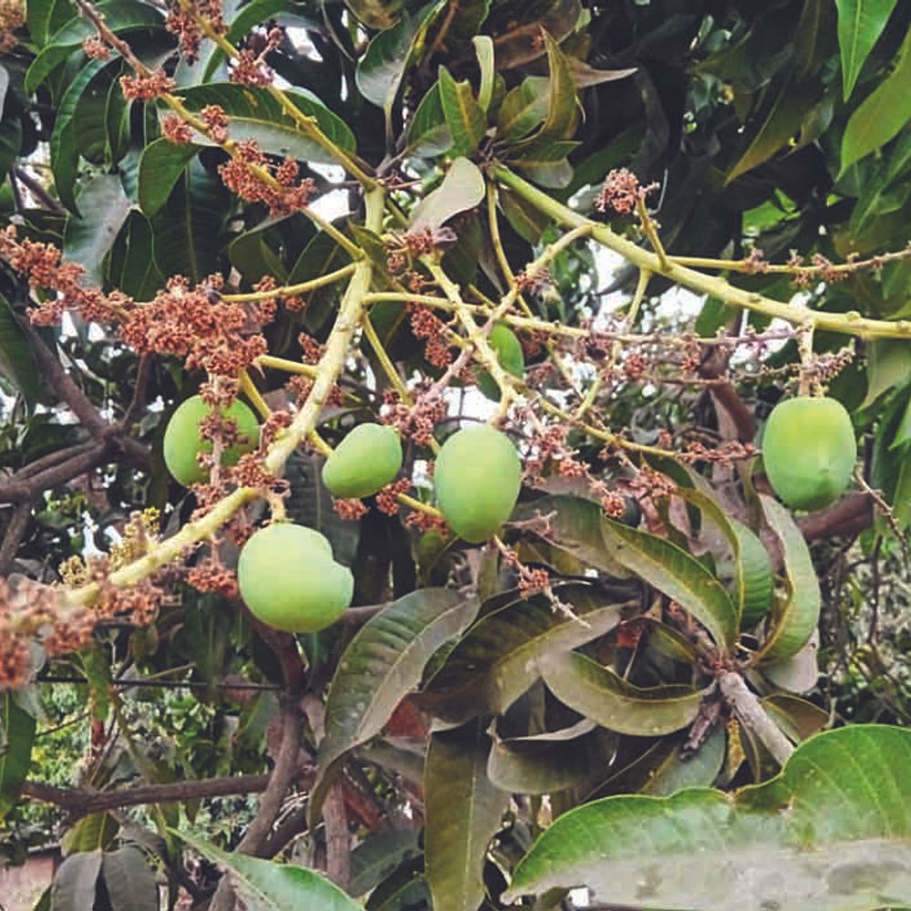 વલસાડમાં કમોસમી વરસાદથી કેરીના પાકને નુકસાન.