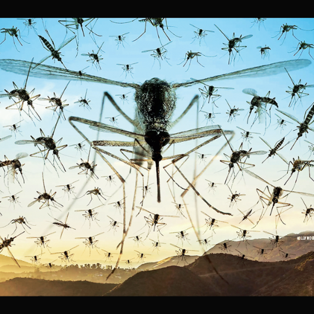 અસ્તિત્વની અટારીએથી: મચ્છરોનું મહાભિનિષ્ક્રમણ: વિમાનમાં મચ્છર અને લેખકના અનુભવોનું વર્ણન.