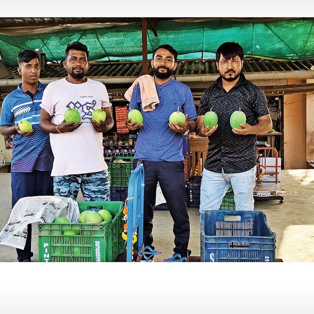 નાનાપોંઢા કેરી માર્કેટમાં ઉત્સાહ: પ્રથમ દિવસે 80 કેરેટ કેરીની આવકથી ખેડૂતોમાં ખુશી.