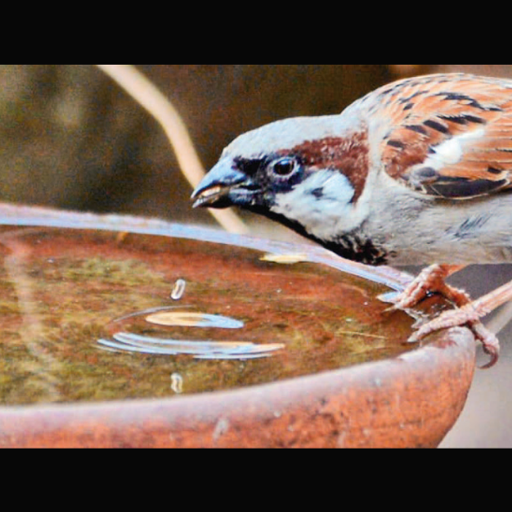 વસુંધરાના વહાલાં દવલાં: જોજો! તરસ છિપાવવા આવેલું પક્ષી, તડપીને મરી ન જાય.