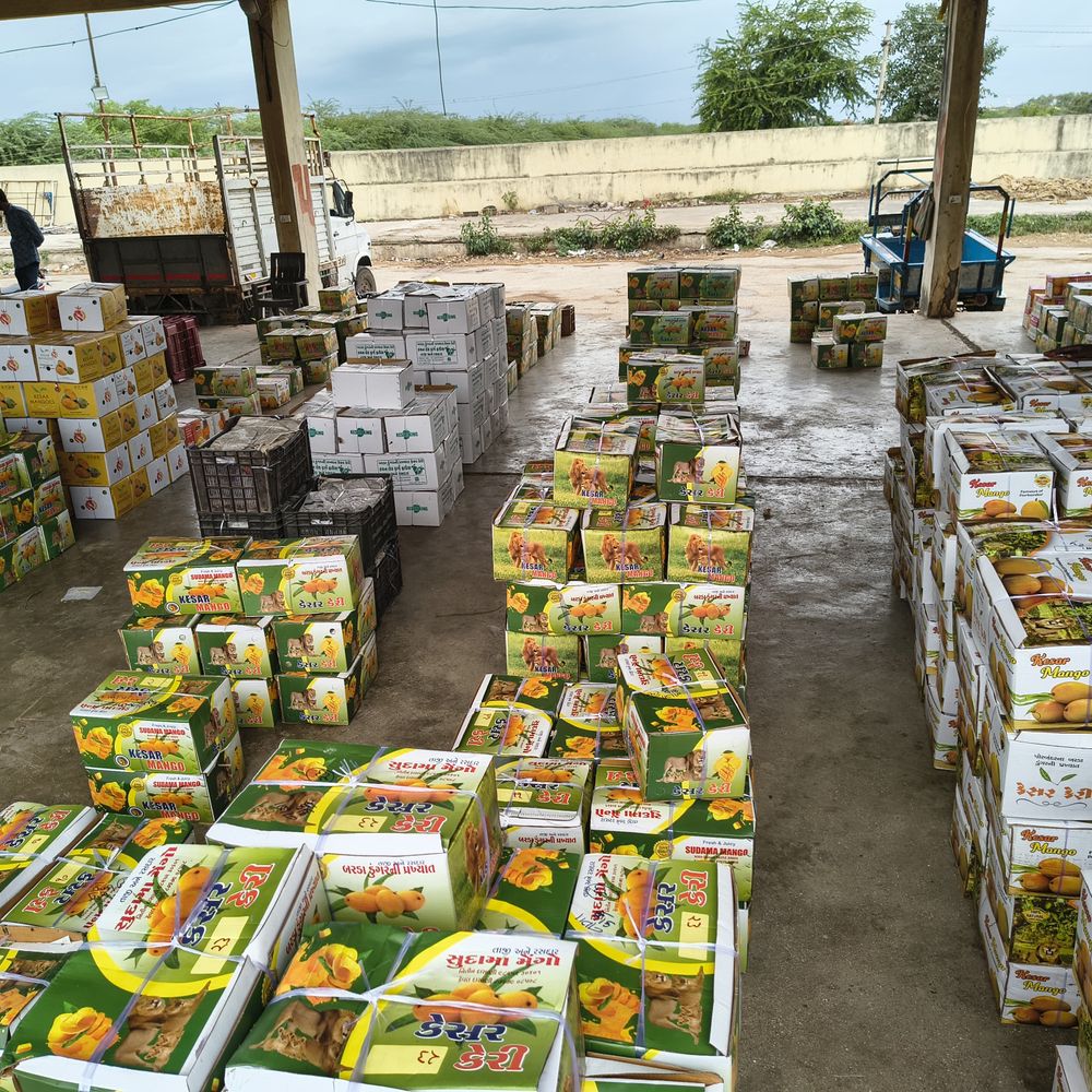 ભાસ્કર ગ્રાઉન્ડ રિપોર્ટ:સિઝનનો પ્રારંભ: 6 દિવસમાં પોરબંદર માર્કેટ યાર્ડમાં 70,000 કિલો કેરીની આવક નોંધાઈ
