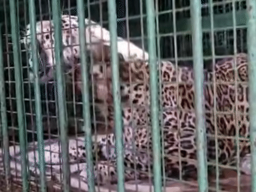 નડિયાદ નજીક IPL ફેનપાર્ક નજીકથી દીપડો પકડાયો: સ્થાનિકોમાં ભય, વનવિભાગે પાંજરું ગોઠવી પકડ્યો.