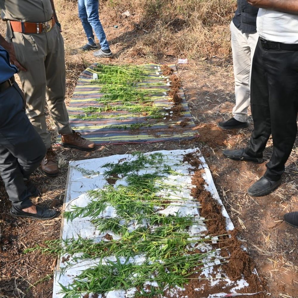 વાંસદા ખેતરમાં ડ્રોન સર્વેલન્સ:ગાંજાના 94 છોડ સાથે યુવક ઝડપાયો, SOGની મોટી કાર્યવાહી