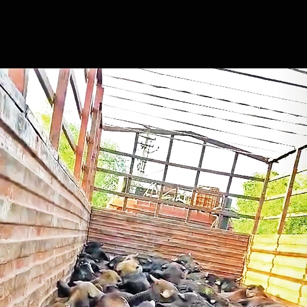 કતલખાને જતા 38 પાડા ભરેલા આઈશરનો 60 km પીછો કરી રેસ્ક્યુ કરાયો.