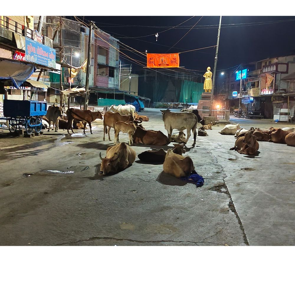 રખડતા ઢોરનો ત્રાસ: ધરમપુર સમડી ચોક પાસે રાત્રે રખડતા ઢોરોનો અડિંગો.