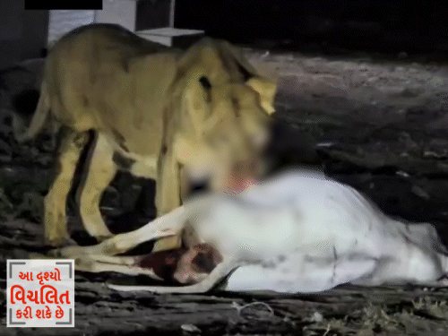 મધરાતે સિંહણે ગાયનું મારણ કરી મિજબાની માણી.