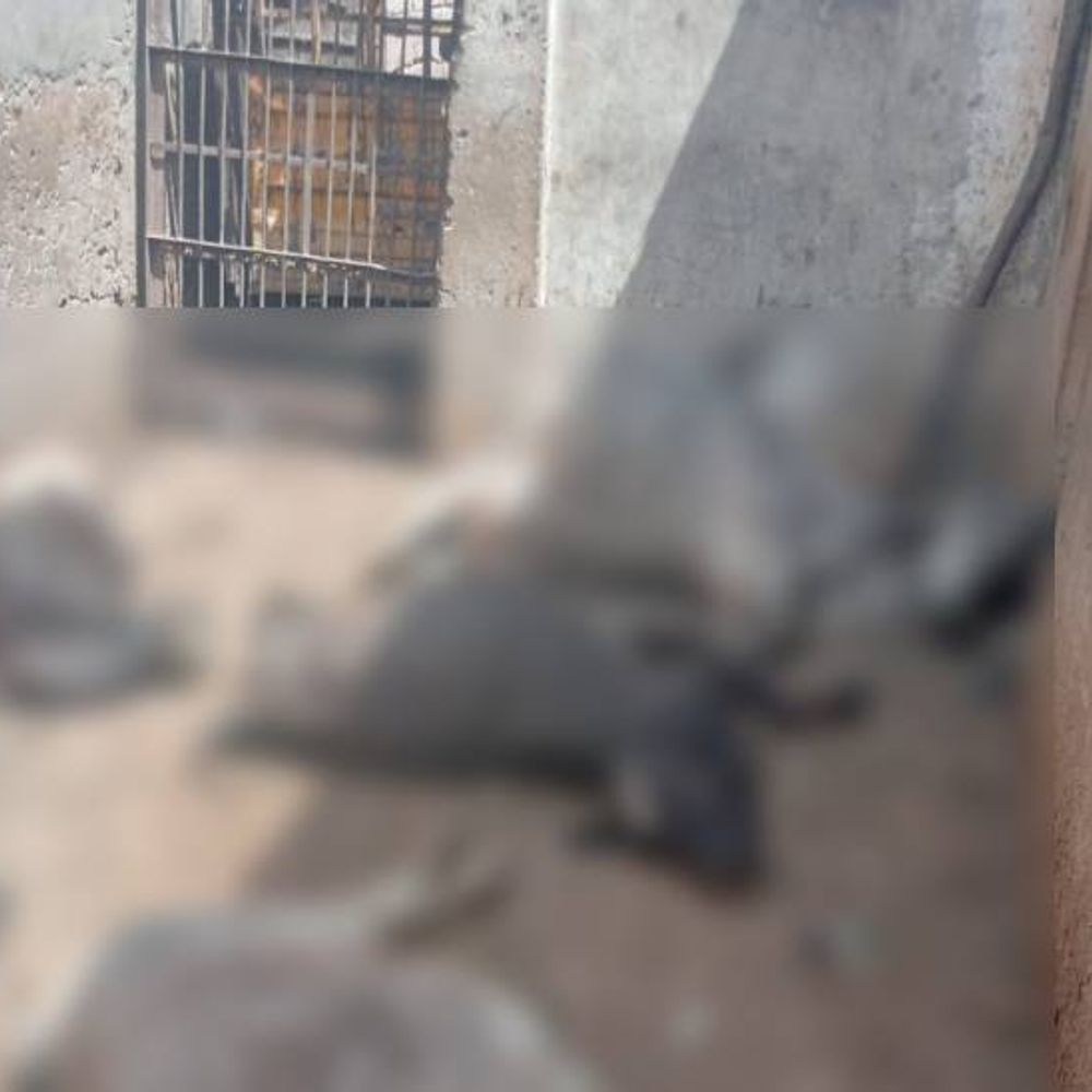 પાટણ નગરપાલિકાની બેદરકારીથી ઢોર ડબ્બામાં 4 ગાયોના મોત:માલધારી સમાજમાં રોષ, આગામી ચૂંટણીમાં ભાજપના બહિષ્કારની ચીમકી