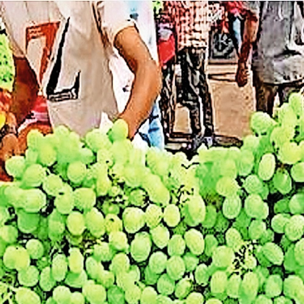 દ્રાક્ષ મોંઘી: Nasik અને Solapurથી આવક ઘટતા ભાવમાં રૂ. 100-150નો વધારો.
