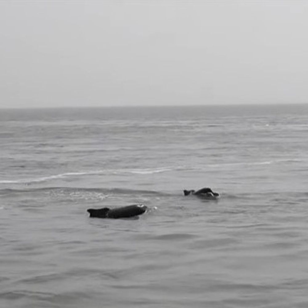 જોડિયાના દરિયામાં ડોલ્ફિનનો વીડિયો વાયરલ:દરિયાકિનારે ડોલ્ફિનના દ્રશ્યો પ્રવાસીઓ માટે આકર્ષણ