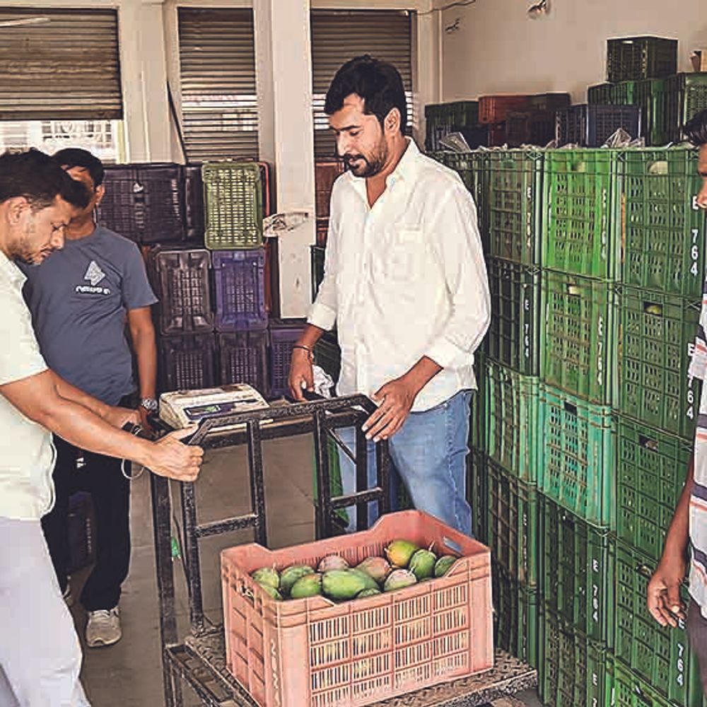 ફળોના રાજાની પધરામણી:બામટી APMC માર્કેટમાં 5000 મણ કેરીની આવક