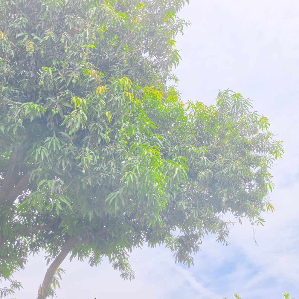 રાજ્યમાં 19-20 એપ્રિલે વરસાદની આગાહી:મહીસાગરમાં વાદળછાયા વાતાવરણથી ગરમીમાં રાહત