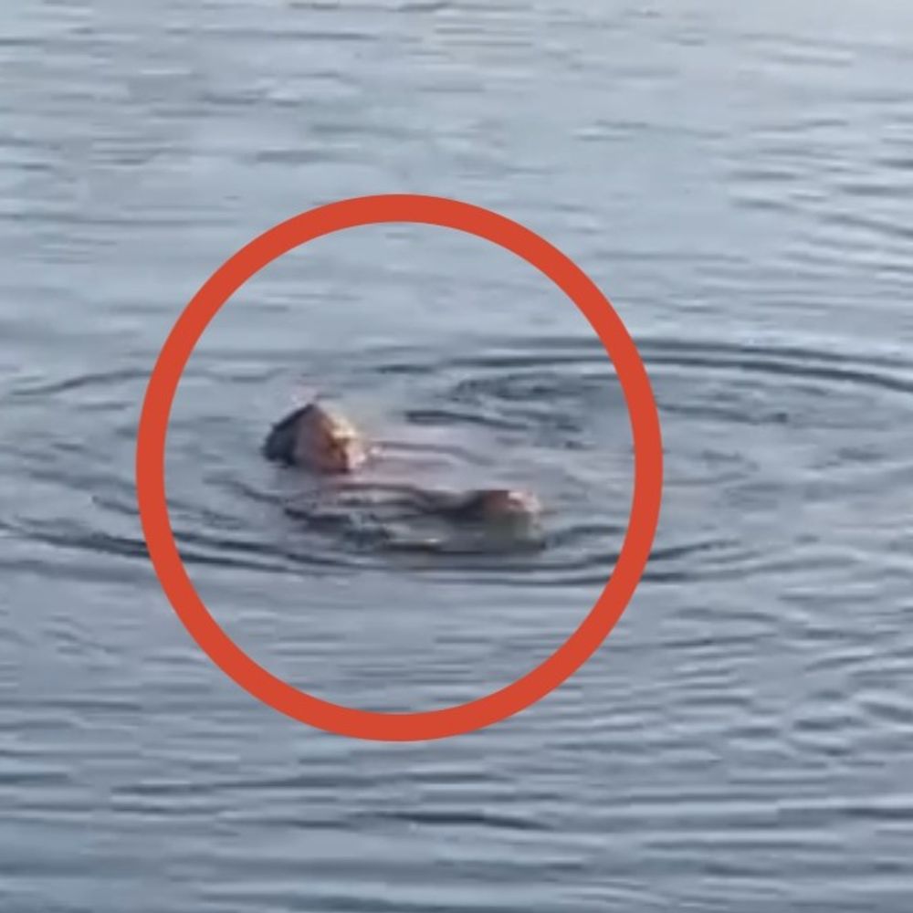 મોત સામે ખાખીની જીત:કેનાલના ધસમસતા પ્રવાહમાં તણાતી મહિલાને કરાઈના ઇન્સ્પેકટરે જાનની બાજી લગાવી ડૂબતી બચાવી, દિલધડક રેસ્ક્યુનો વીડિયો વાયરલ